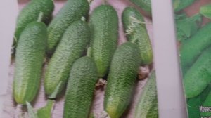 Как вырастить ранние огурцы, чтобы собрать урожай  уже в начале мая