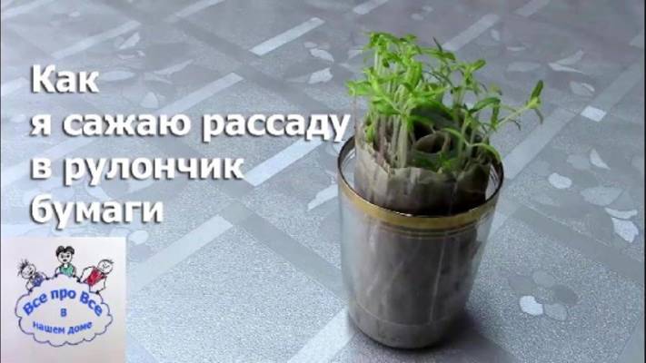 Неприхотливый способ посадки рассады помидор в рулончик бумаги. смотреть онлайн