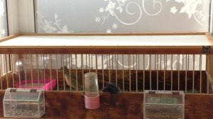 токующий соловьем посметюх🕺😁