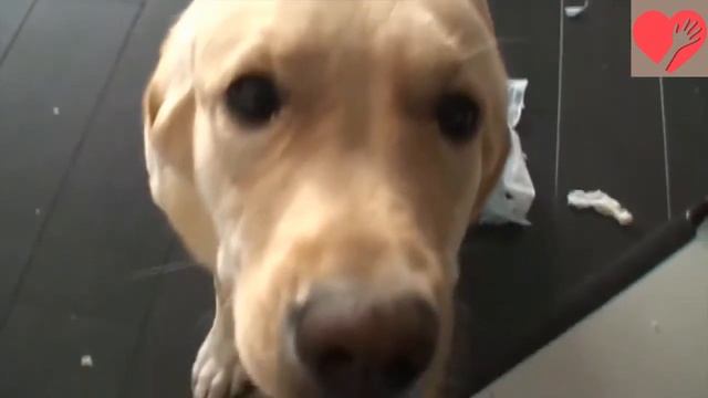 Приколись-подпишись!!!! Улетные животные!!! смотреть онлайн