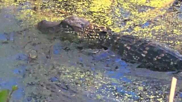 Wild Alligator BABY! смотреть онлайн
