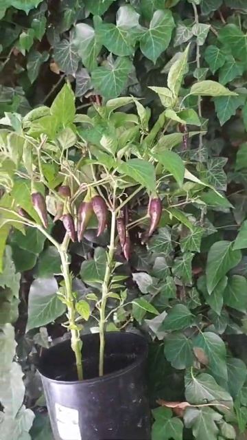 Aji Aucaja Amarilla 🌶️ ягодный перец смотреть онлайн