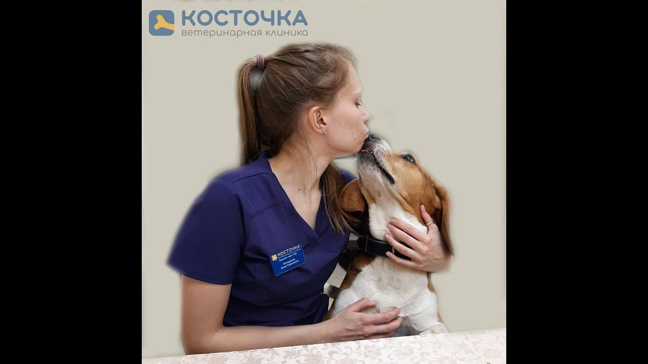 Почему собаки вылизывают хозяина? смотреть онлайн