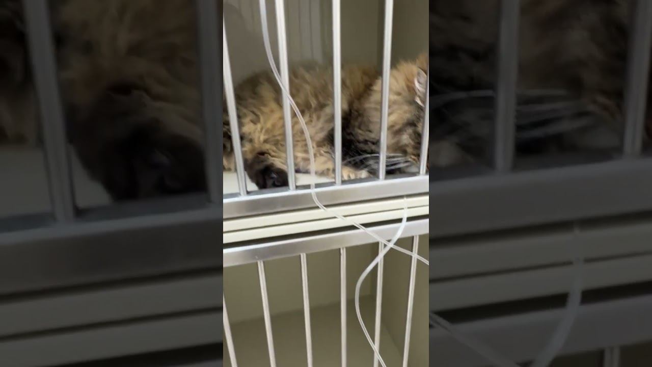 Инфузионная терапия кошке #ветклиникакосточка смотреть онлайн