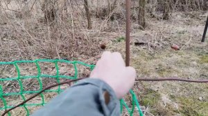 Весенняя обрезка ежевики-первогодки.