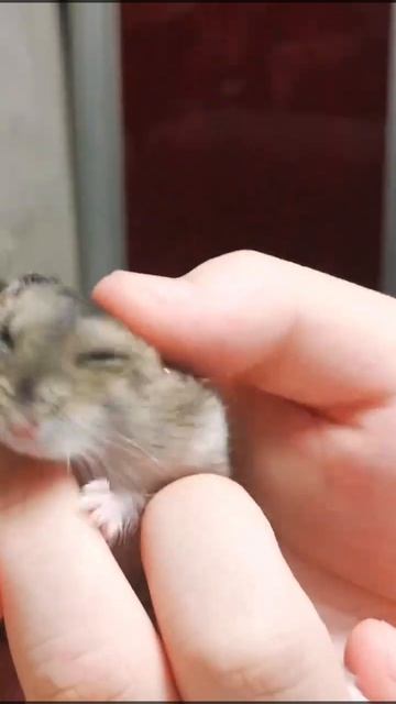 Mr Black is so cute! #hamsters #cuteanimals #hamsterbabies #pets #funnyhamster #cute #funnyhamster смотреть онлайн