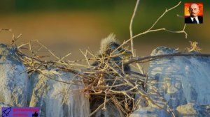 часть 2. Невероятные птицы Африки-