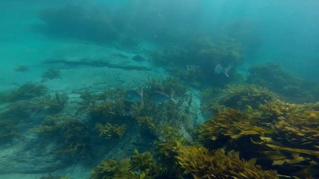 FIND THE FISH: Where and how to find your own fishing spots смотреть онлайн