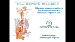 Обучение остеопата работе с блуждающим нервом – технике на черепе и шее