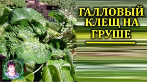 Галловый клещ на груше  Вздутия на листьях груш