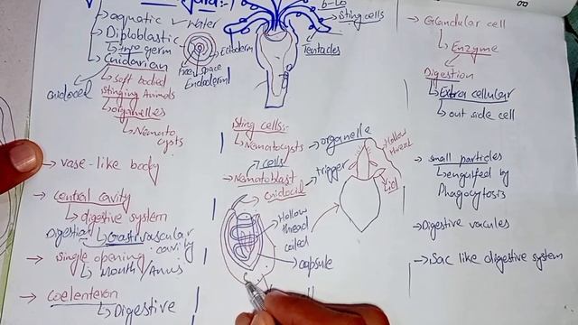 Digestion in Hydra - Nematocyst - Sir Asim - Biology with Asim смотреть онлайн