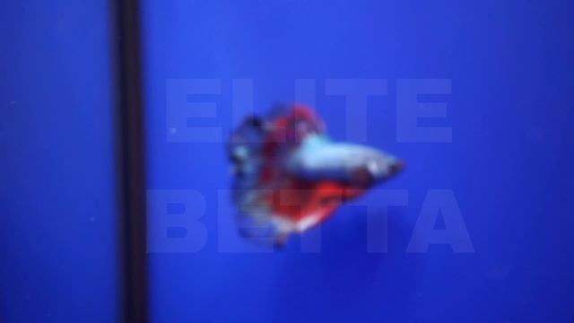 Рыбка петушок дракон самцы #bettafish #betta #aquariumfish #петушок #аквариумныерыбки #рыбка смотреть онлайн