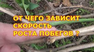 ВНИМАНИЕ !!! ЗАМОРОЗКИ с 30 04 !!! и ОБРАБОТКА ЦВЕТУЩЕГО САДА на Первомай