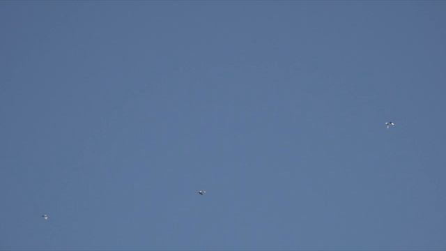 Старт голубей Аникина В.В. смотреть онлайн