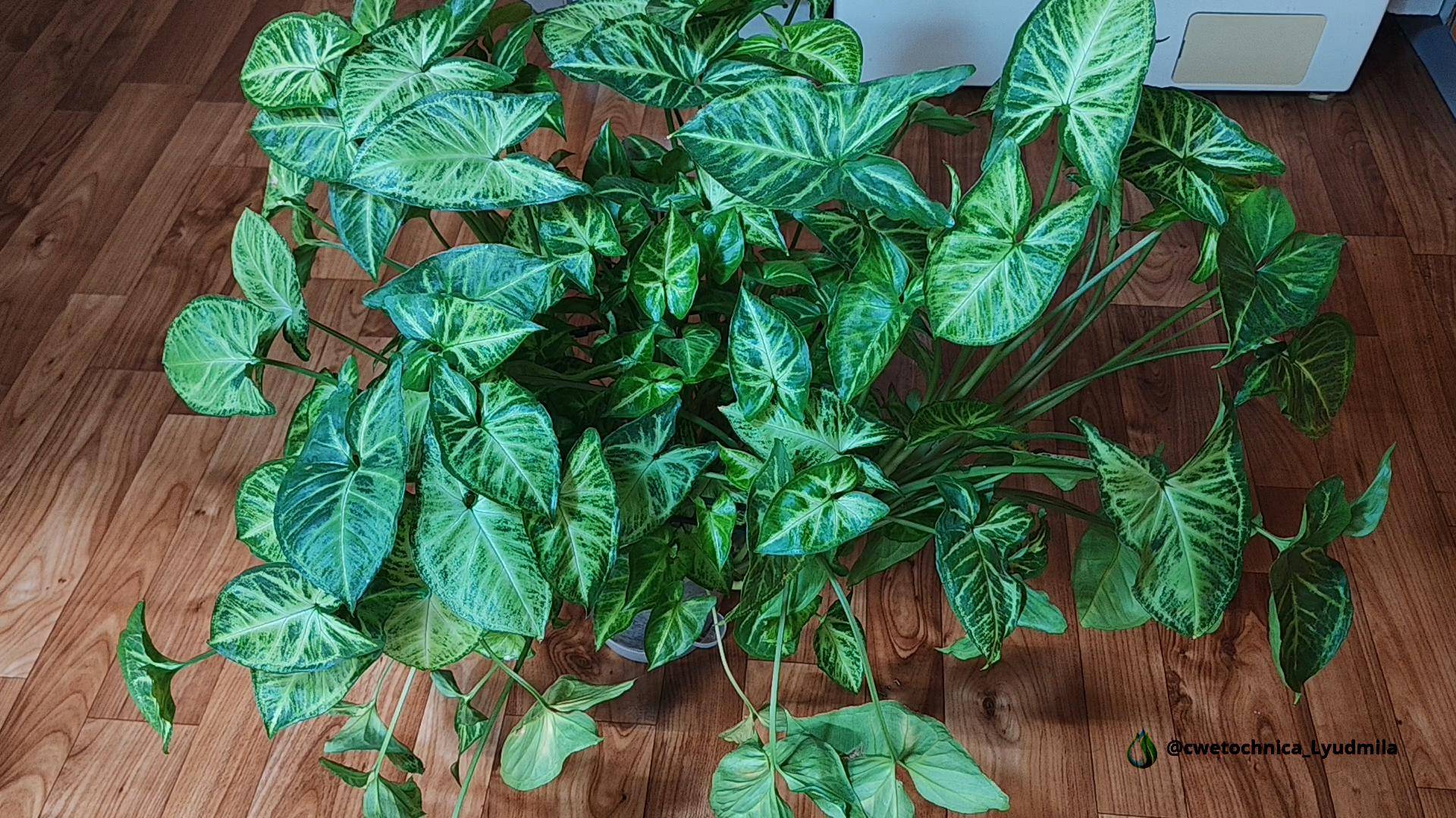 Мой сингониум