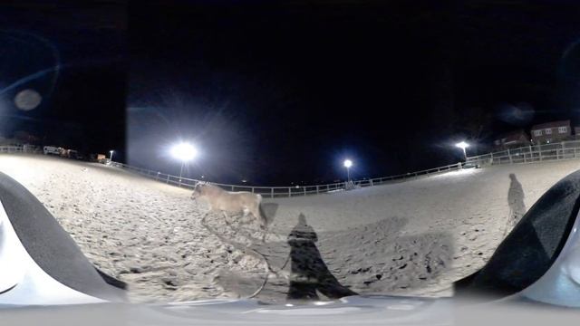 Circleing JJ fjord horse 360 video on Huawei EnVizion 360 camera смотреть онлайн