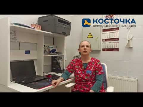 Пищевая аллергия у собак и кошек смотреть онлайн