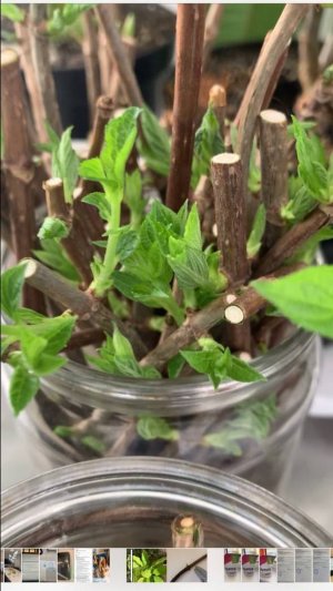 Черенкование метельчатой гортензии весной, или как размножить гортензию.