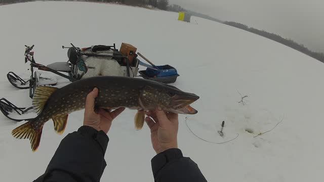 В середине марта щука ловиться на ерша .Киноочерк
