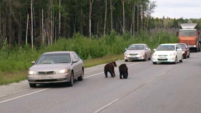 Медведи на дороге смотреть онлайн