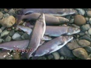 Нижняя Терсь.mpg