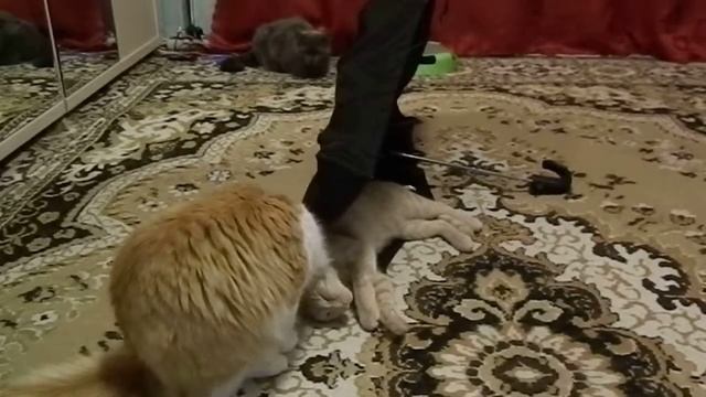 Последний путь зонтика. Мирное начало смотреть онлайн