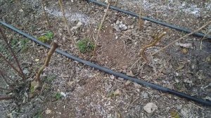 VID_20250323_115052  Подкормите малину весной, для хорошего урожая