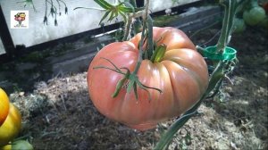 Томат Король гигантов удивил своими вкусными крупными плодами