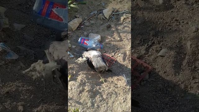дохлый голубь смотреть онлайн