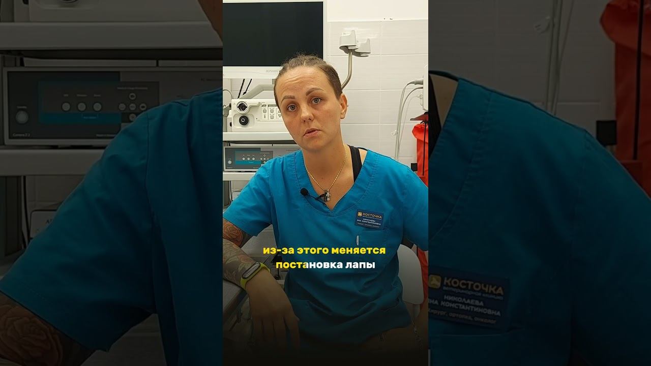 Зачем стричь когти? #ветеринар #ветклиникакосточка #ветеринарнаяклиника #стрижкакогтей смотреть онлайн