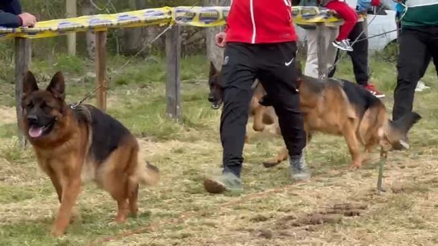 ЮНИОРЫ СУКИ 1, суд. Scheerer Дирк | моно немецких овчарок Неаполь 06/04/2025