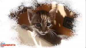 Изучаем ЗВУКИ - как говорят ЖИВОТНЫЕ, 2-3-4 года, видео для МАЛЫШЕЙ и ДЕТЕЙ 5,6,7 лет. Азбука