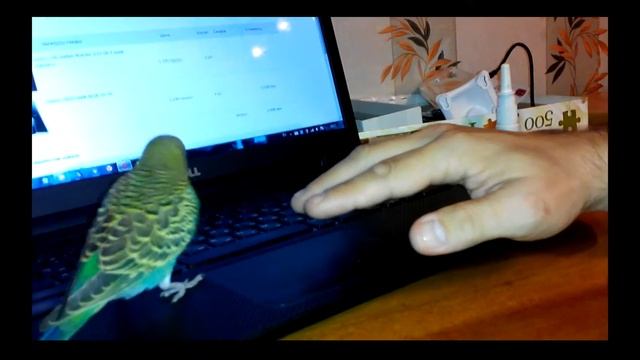 Попугай-работяга смотреть онлайн