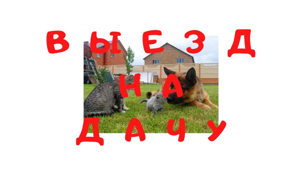 Выезд на дачу с кошкой и собакой: как обезопасить питомца смотреть онлайн