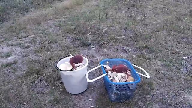 REC 0008 смотреть онлайн