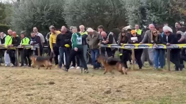 ПОДРОСТКИ СУКИ СТ и ДШ, суд. Send Patrik | моно немецких овчарок Неаполь 06/04/2025