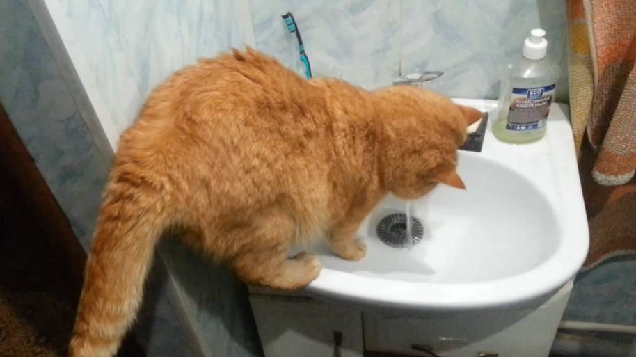 Кот и жажда смотреть онлайн