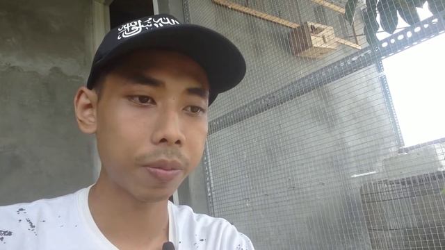 murai egg binding, terlambat menangani berakibat fatal смотреть онлайн