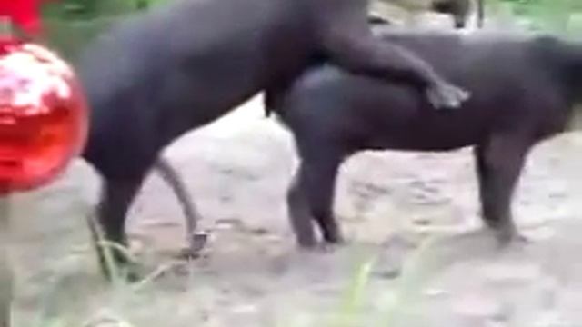 Bull Can't Get It Up! LOL смотреть онлайн