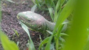 Зелёные ящерицы , парк юрского периода 2025