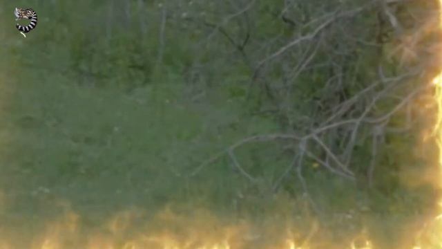 ЛЕВ ПОЛУЧИЛ по МОРДЕ от РАЗЪЯРЁННОЙ ЛЬВИЦЫ, КОГДА ПОПЫТАЛСЯ ПРОБРАТЬСЯ в НОРУ смотреть онлайн