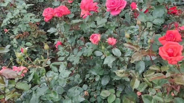 #Ooty Rose Garden in Telugu| Ooty tour in Telugu смотреть онлайн