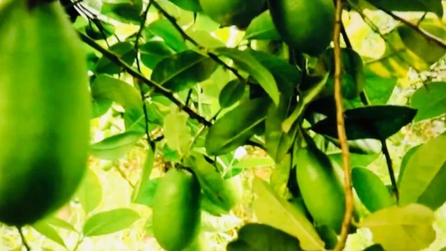 নোয়াখালী ভাষা কিছু শাকসবজির ও ফলের নাম। noakhailla vlog || смотреть онлайн