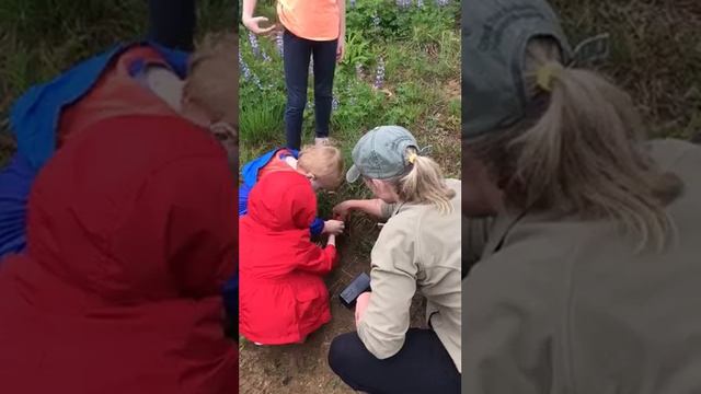 Lupine Planting Wildlife Festival 2019 смотреть онлайн