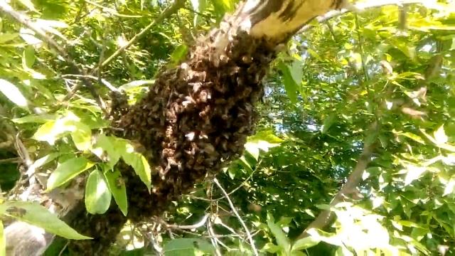 Пчелы роятся смотреть онлайн