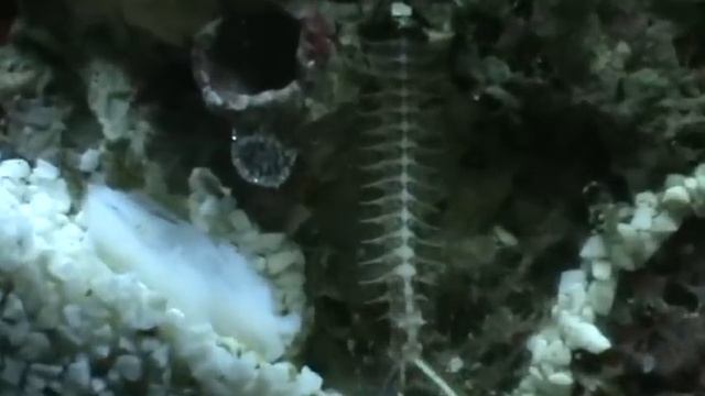 Eunicidae Worm striped смотреть онлайн