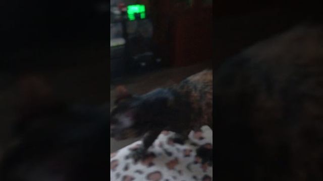 Моя кошка Просто видео🫠 смотреть онлайн