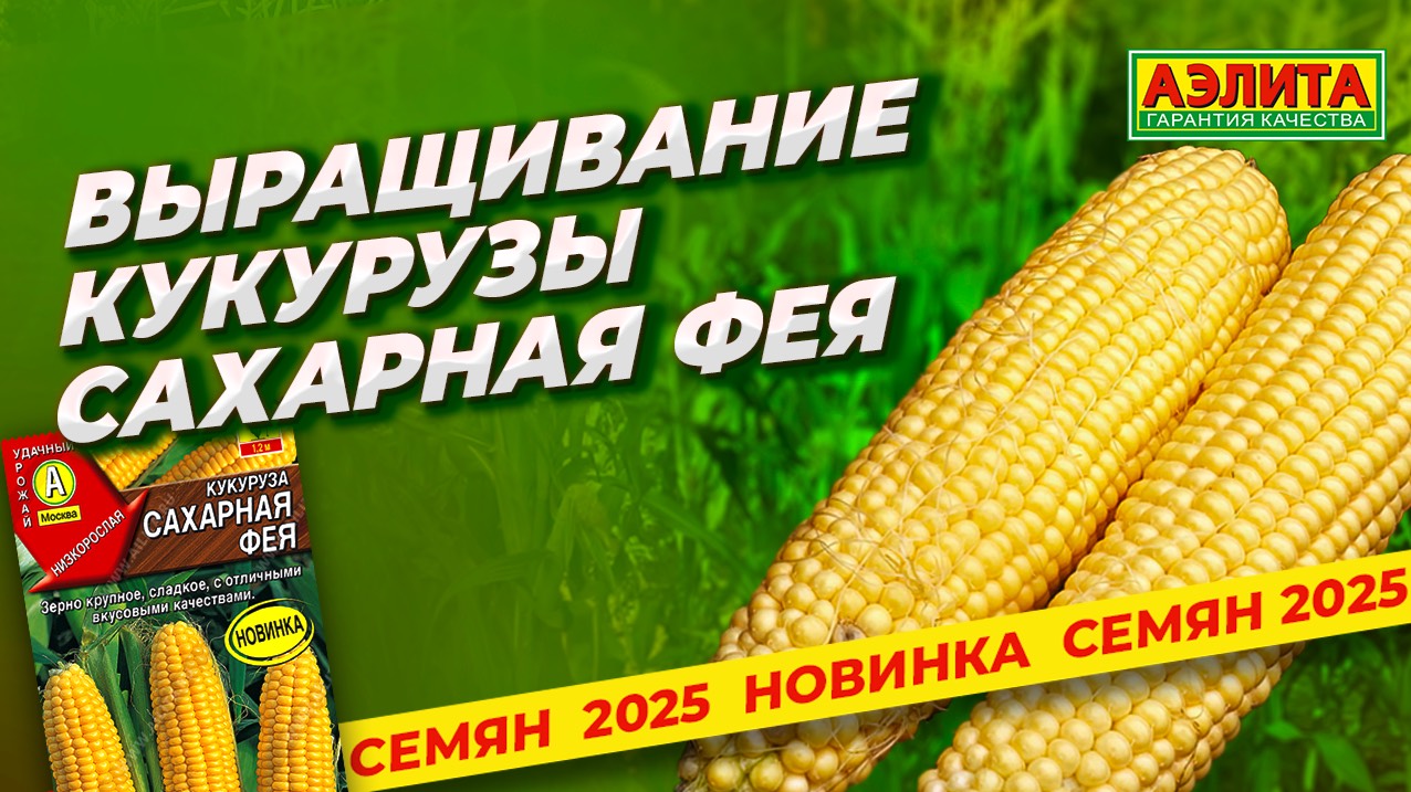 Выращивание кукурузы САХАРНАЯ ФЕЯ смотреть онлайн