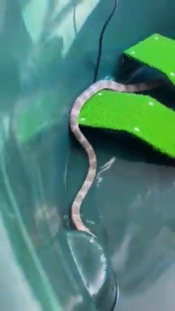 Sea Snake in Care смотреть онлайн