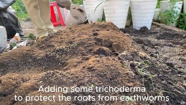 How to grow sweet potatoes in flowerpots effectively? | Cách trồng khoai lang trong chậu hiệu quả смотреть онлайн